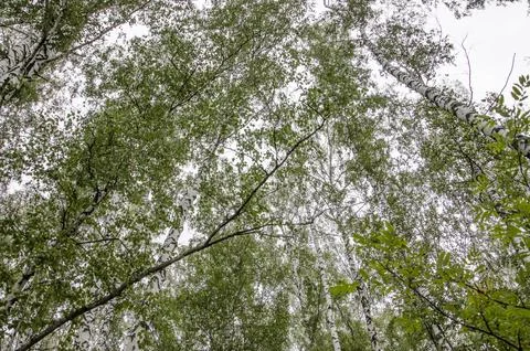 Birch forest view from below into the sky, autumn landscape Stock Photos