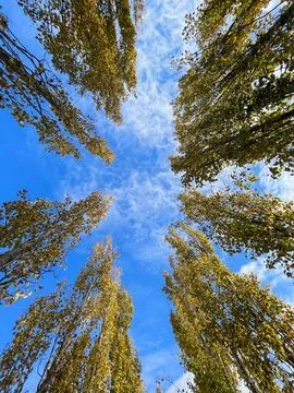 Birch forest view from below into the sky, autumn landscape Foto stock