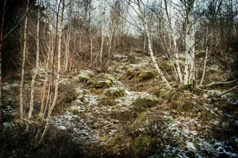 Birch forest in winter Stock Photos