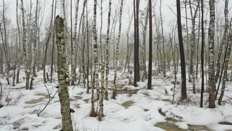 Birch forest in winter Foto stock
