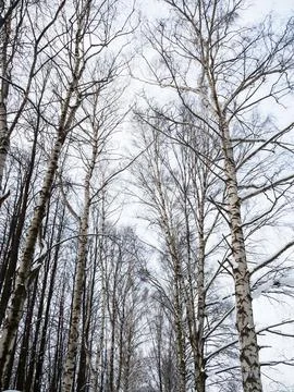 Birch forest in winter. Stock Photos