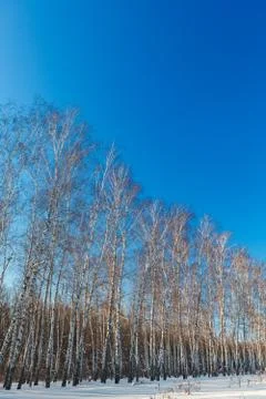 Birch forest in winter. The tree in the snow against the backdrop of a clou.. Foto stock