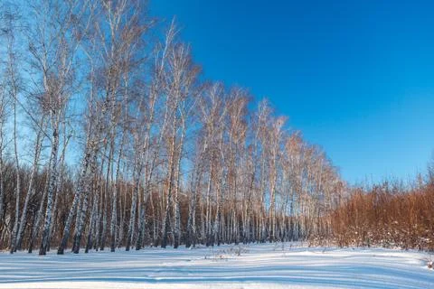 Birch forest in winter. The tree in the snow against the backdrop of a clou.. Stock Photos