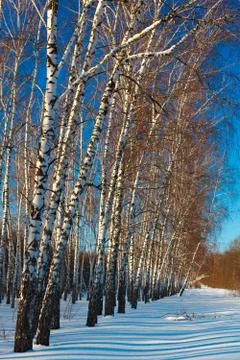 Birch forest in winter. The tree in the snow against the backdrop of a clou.. Stock Photos