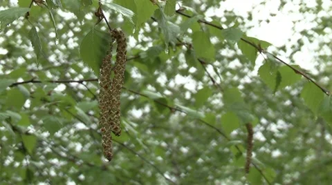 Birch in the garden in spring Vídeo Stock 4402161