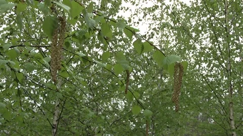 Birch in the garden in spring Stock Footage 4403302