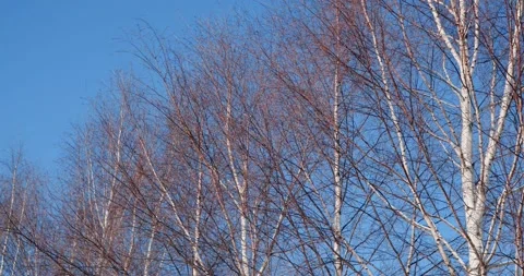 Birch general plan Video stock 172473931