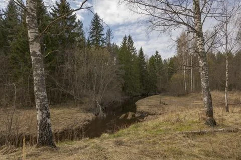 Birch gnawed by beavers at the edge of the forest Stock Photos