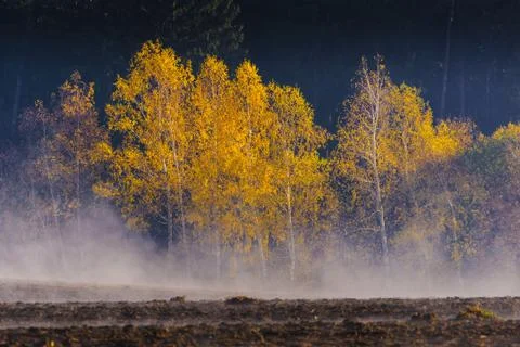 Birch group Foto stock