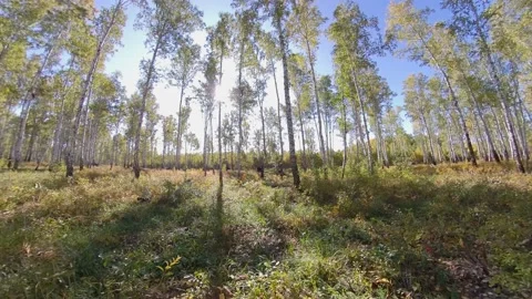 Birch grove and forest cherry. Stock-Footage 144008058