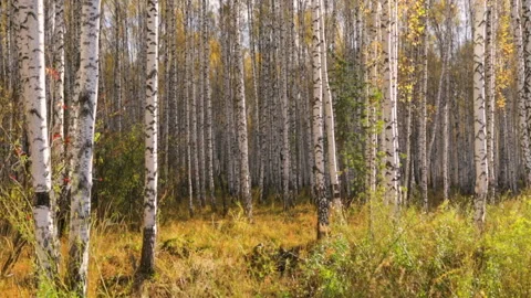 Birch grove in autumn Stock Footage 102845185