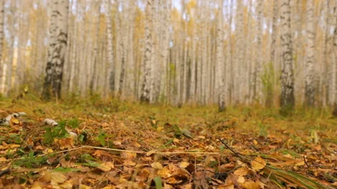 Birch grove in autumn Stock Footage 102845448