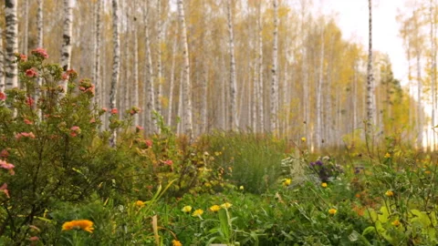 Birch grove in autumn Stock Footage 102845809