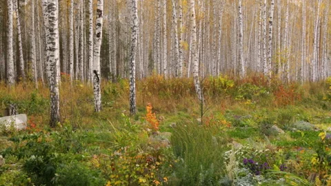 Birch grove in autumn Stock Footage 102845810