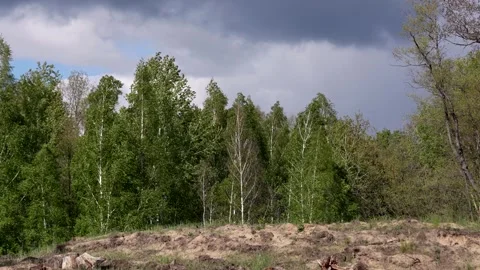 The birch grove bends from strong gusts of wind Stock Footage 310090632