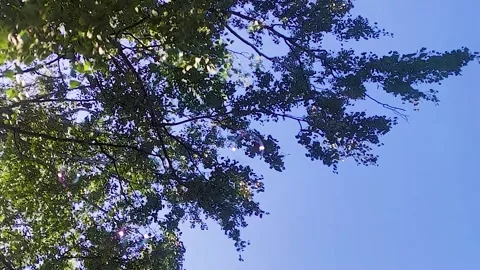 Birch Grove. Birch Branches with Green Natural Leaves Opening the Sky  Stock Footage 247164267