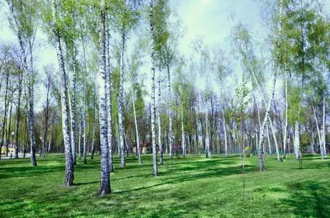 The birch grove. City Park. A bright, Sunny day. The trunks of the trees Stock Photos