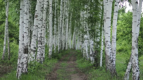 Birch grove on a cloudy spring day, tall trunks of beautiful trees rise to the Stock-Footage 131466702