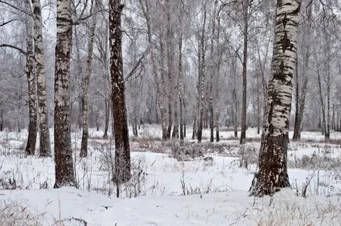 Birch grove, cloudy winter day Stock Photos