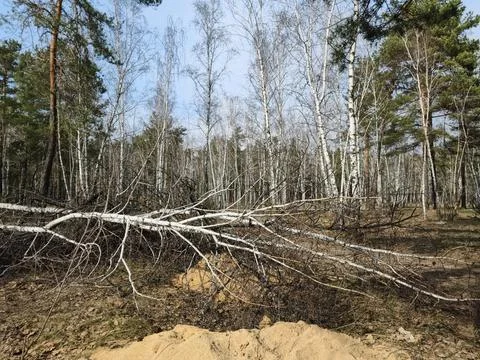 Birch grove in a conifer forest with a single fallen birch lying among stan.. Stock Photos
