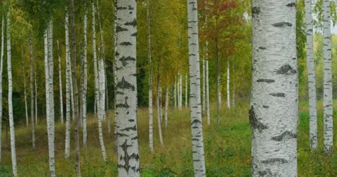Birch grove with distinct trunks in early autumn Stock Footage 170322403