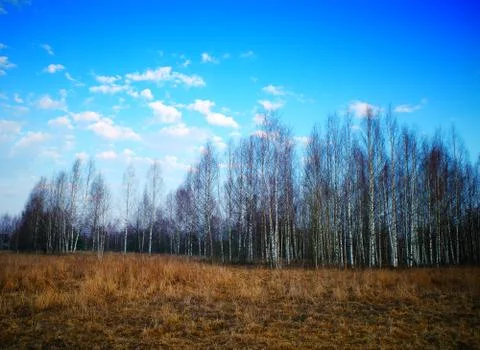 Birch grove during spring sunset background Foto stock
