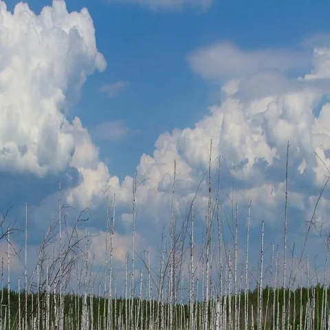 Birch grove on the edge of the lake Stock-Footage 69510691
