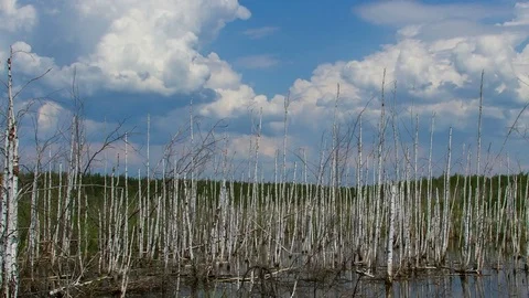 Birch grove on the edge of the lake Stock Footage 72284237
