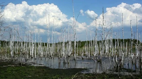 Birch grove on the edge of the lake Stock Footage 73602678