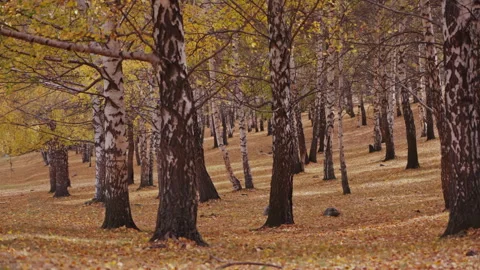 Birch Grove with Fallen Leaves in Fall Stock Footage 320070391