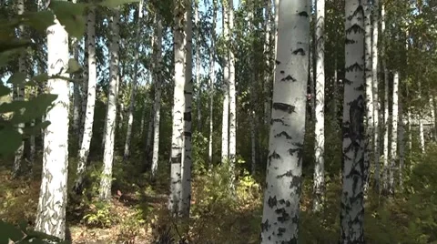 Birch grove. Stock Footage 8766324