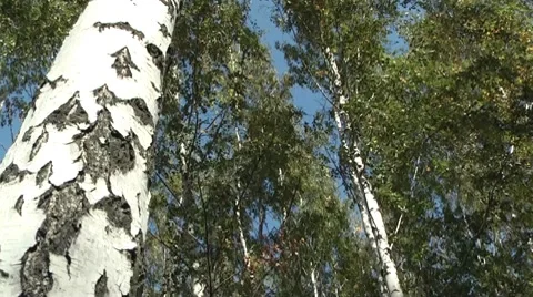 Birch grove. 動画素材 8766445
