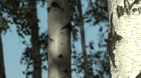 Birch grove. 库存影片 8766583