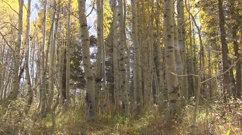 Birch grove Video stock 42958728