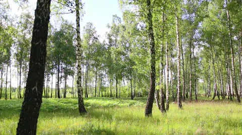 Birch grove Stock Footage 50921325