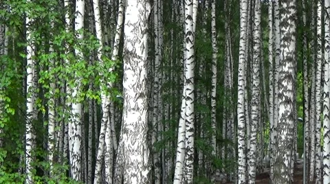 Birch Grove. Stock Footage 54304462
