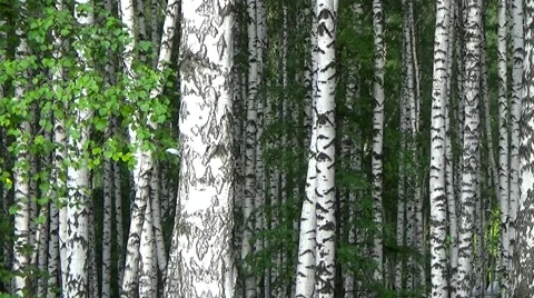 Birch Grove. Stock Footage 54304466