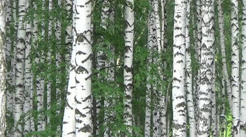 Birch Grove. Stock Footage 54304470