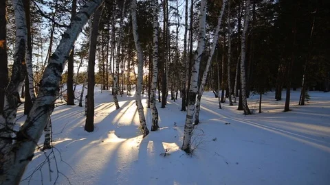 Birch Grove Stock Footage 101427406