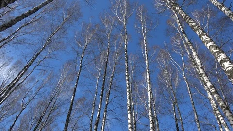 In a birch grove Stock Footage 104472427