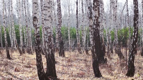 Birch grove Stock Footage 125021687