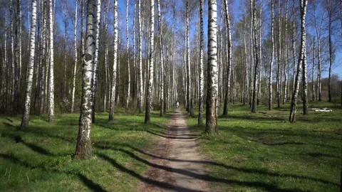 Birch Grove 動画素材 130890252