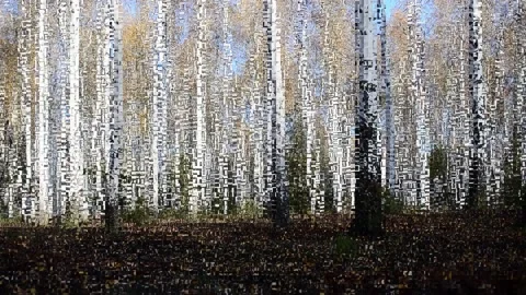Birch Grove Video stock 142772030