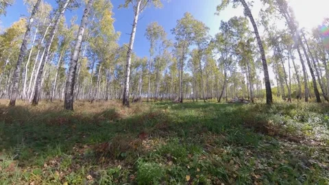 Birch Grove. Stock-Footage 144008002
