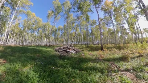Birch Grove. Stock-Footage 144008020