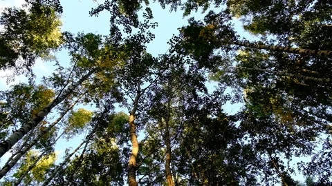 Birch Grove. Video stock 164685282