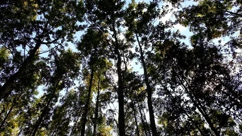 Birch Grove. Video stock 164685288