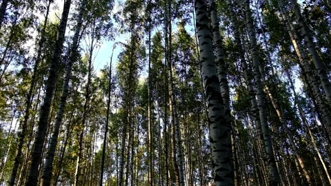 Birch Grove. Video stock 164685290