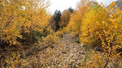 Birch grove Stock-Footage 171074620