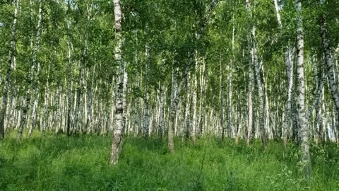 Birch grove Stock Footage 311422516